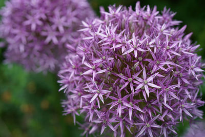 Close-up of purple flowering plant