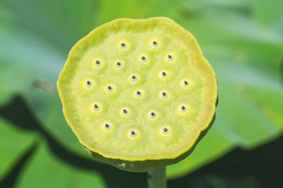 Close-up of lotus water lily