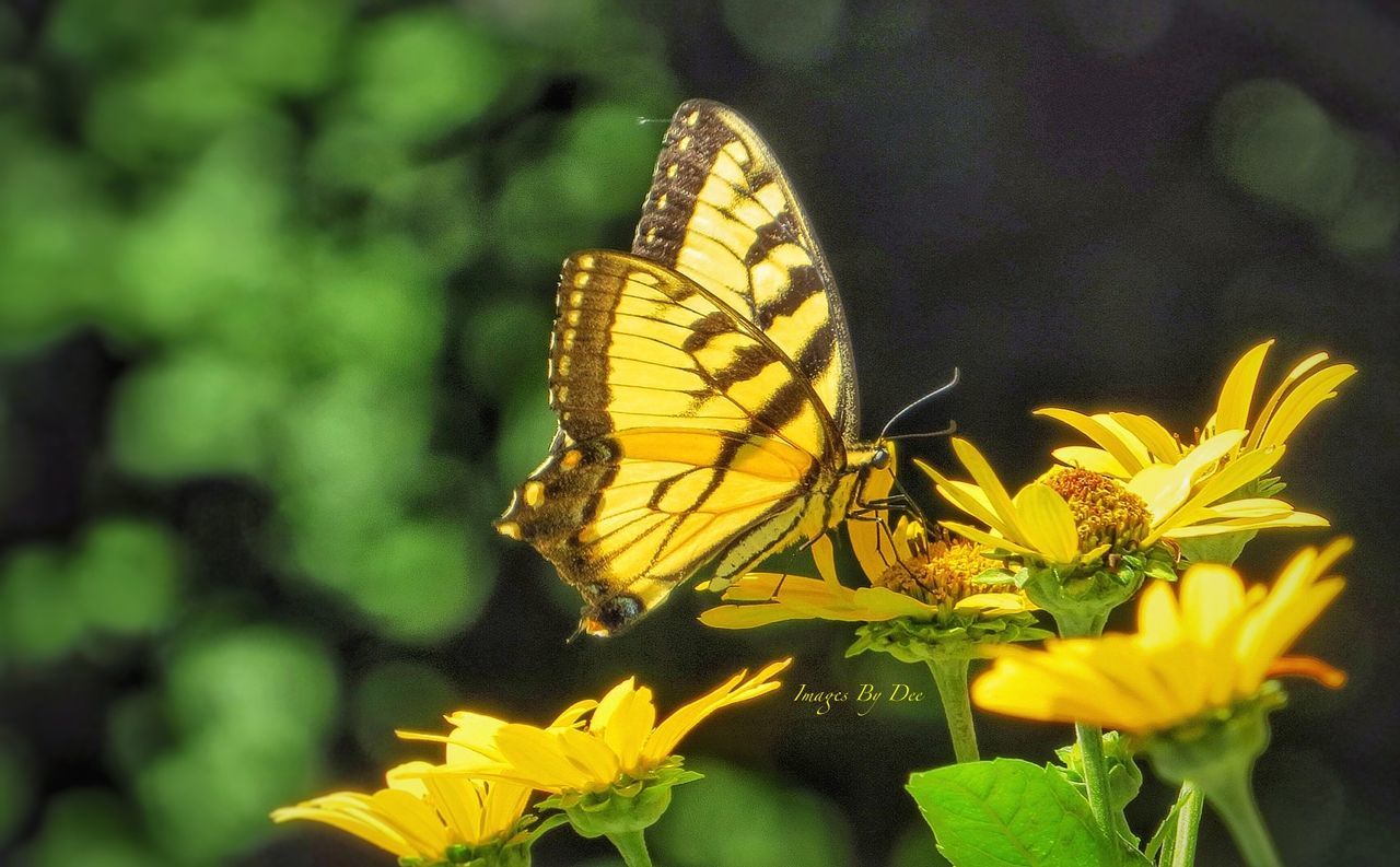 CLOSE-UP OF BUTTERFLY POLLINATING YELLOW FLOWER