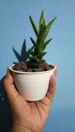 Cropped image of person holding small potted plant