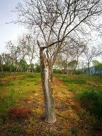 Bare trees on grassy field