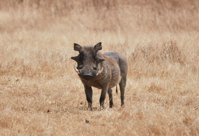 Portrait of horse standing on field