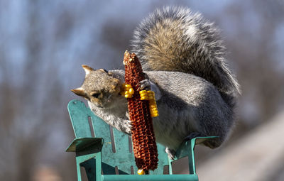 Squirrel nibbles away at a corn cob.