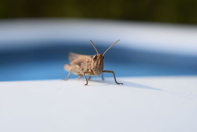 Close-up of grasshopper 