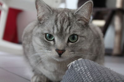 Close-up portrait of cat sitting