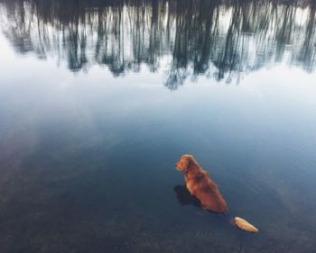 Reflection of trees in water