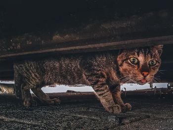 Portrait of tabby cat