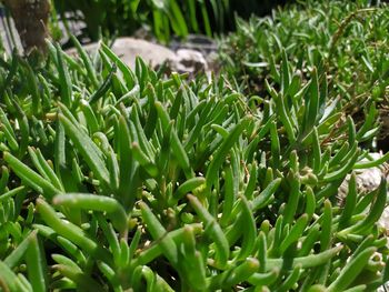 Close-up of plants growing on field