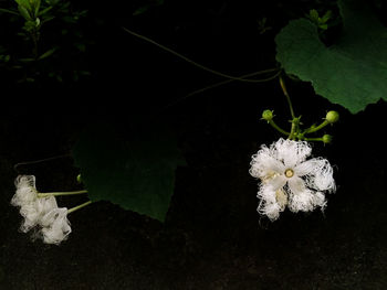 Close-up of white flowering plant