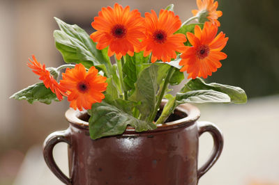 Close-up of orange flower pot on table