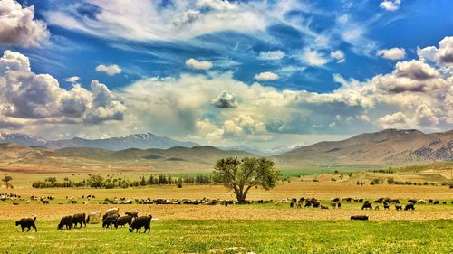 Cows grazing on field against sky