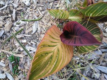 High angle view of flowering plant on field