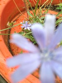 Close-up of plant