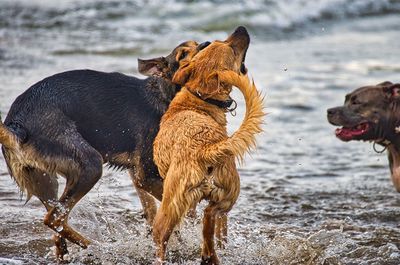 View of dogs on wet shore