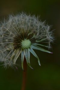 Close-up of dandelion blooming outdoors