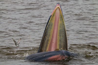 Brydes whale in sea