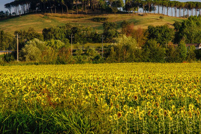 Scenic view of agricultural field