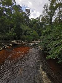 Stream flowing through rocks in forest