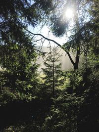 Trees in forest against sky