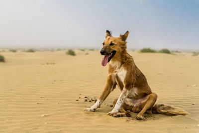 View of a dog on beach