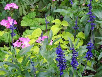 Close-up of purple flowers