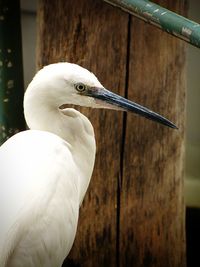 Close-up of bird