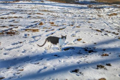 View of sheep in snow