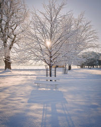 Snow covered bare trees on field against sky