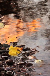 Close-up of yellow autumn leaves in lake