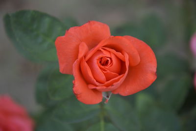 Close-up of red rose