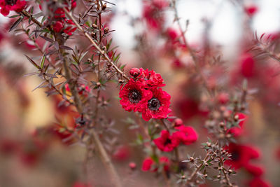 Close-up of red flowering plant