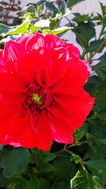 Close-up of red rose flower