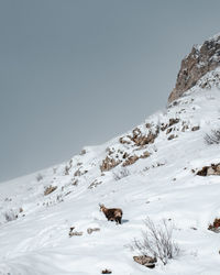 View of chamois on snow covered mountain against sky