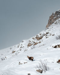 View of sheep on snow covered mountain against sky