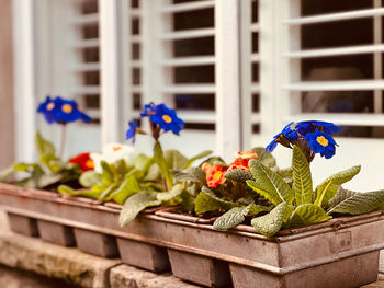 Close-up of plants