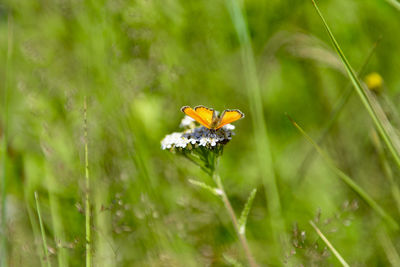 Close-up of butterfly pollinating on flower