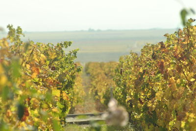 Plants growing in vineyard