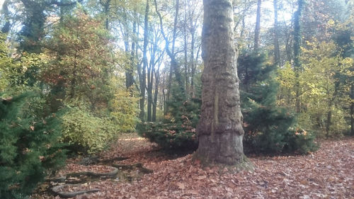 Trees in forest