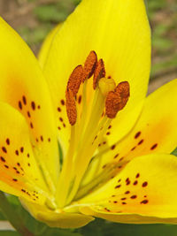 Close-up of yellow lily blooming outdoors