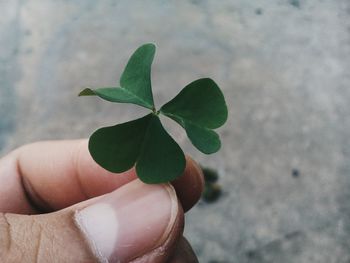 Close-up of hand holding leaf