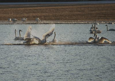 wildlife