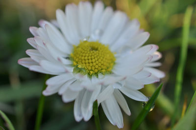 Close-up of flower