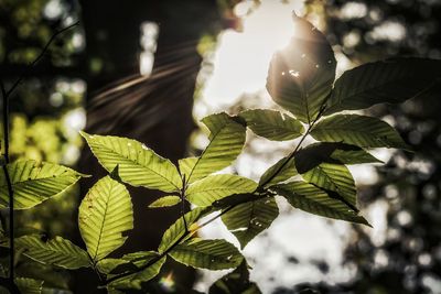 Close-up of leaves against blurred background