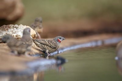 Close-up of bird in lake