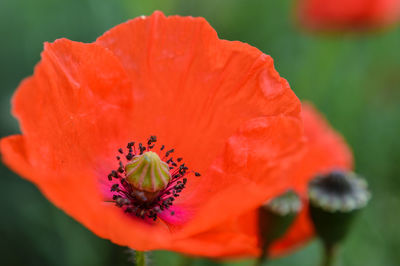 Close-up of red flower