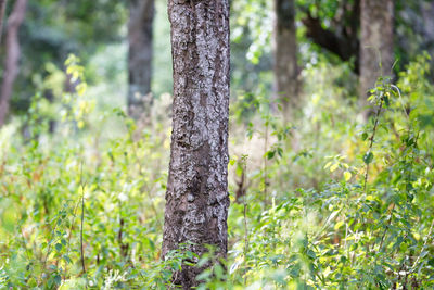 Close-up of tree trunk in forest