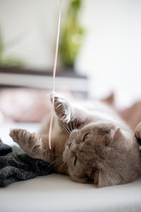 Cat sleeping and playing on bed