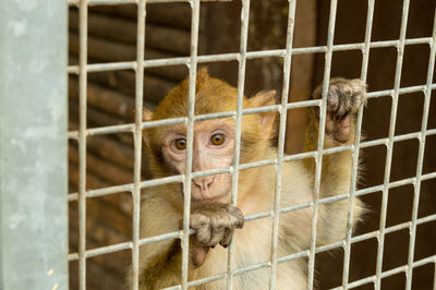 Portrait of monkey in cage at zoo