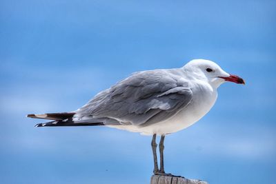 Close-up of seagull perching against clear blue sky