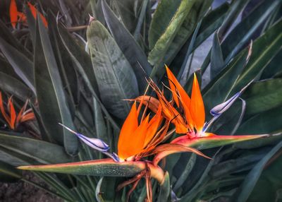 Close-up of orange flowers blooming outdoors